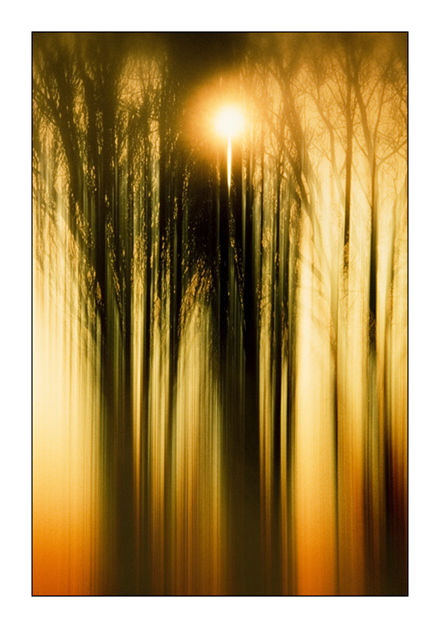 Enchanted Forest